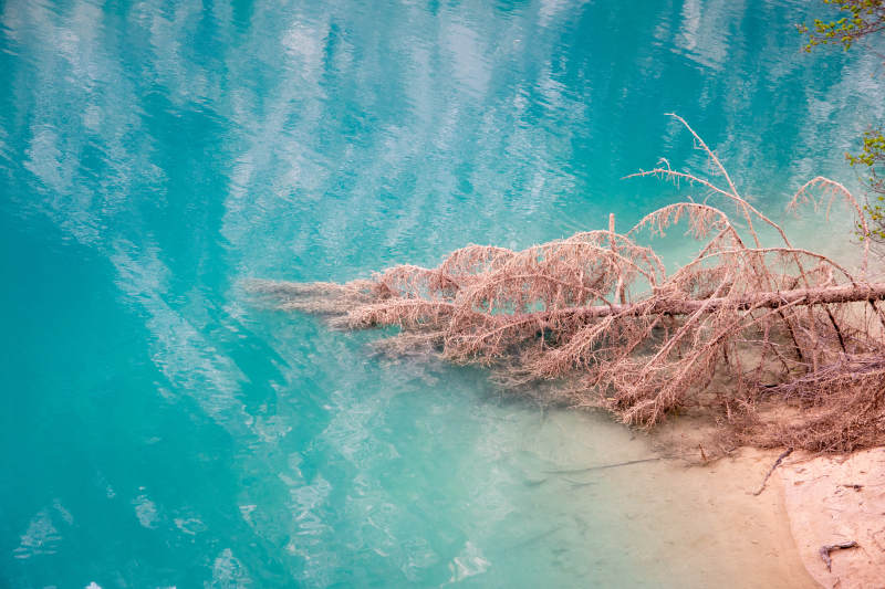 熊猫海的枯枝图片