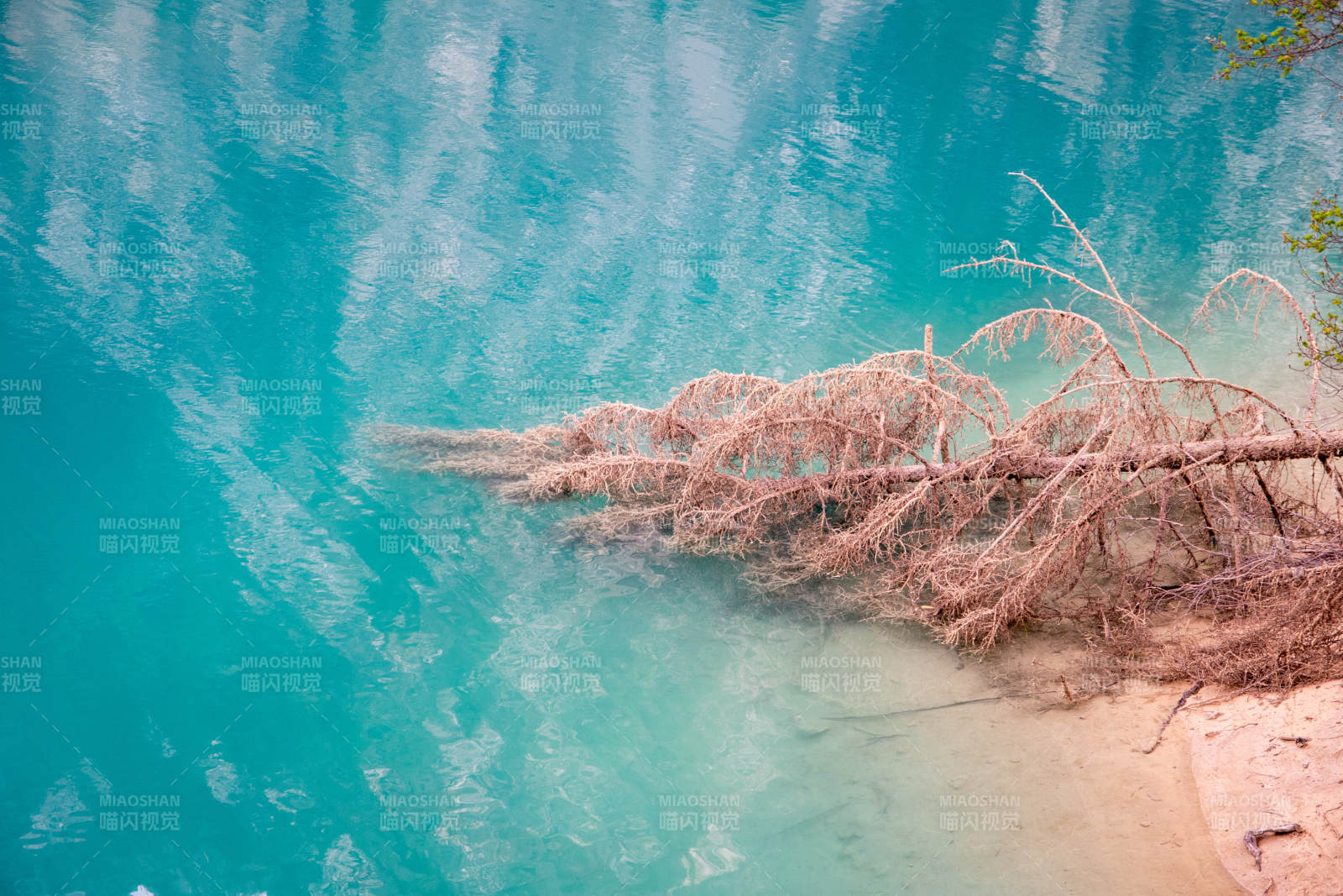 熊猫海的枯枝图片