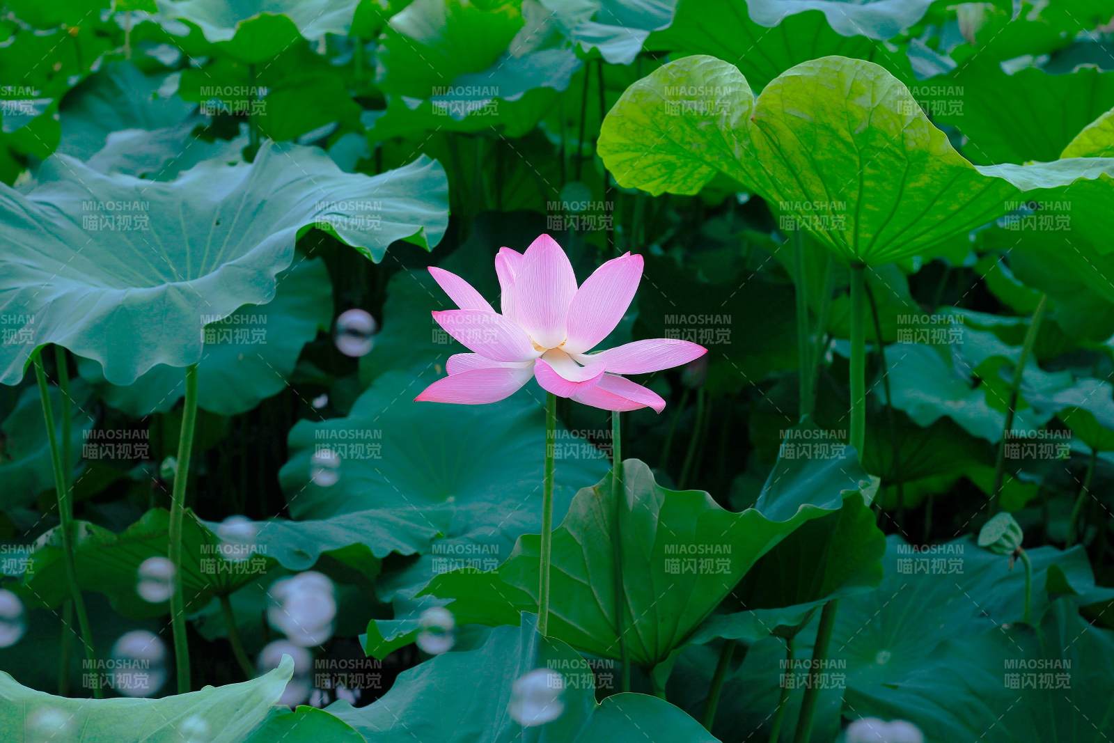 荷塘中的粉色莲花图片