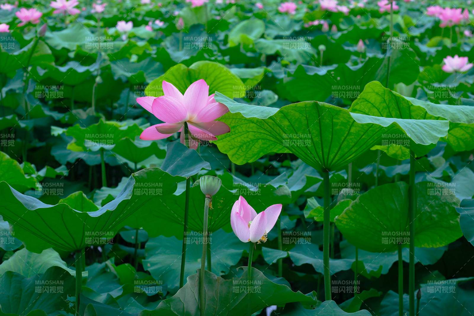 荷塘盛景 粉莲绽放图片