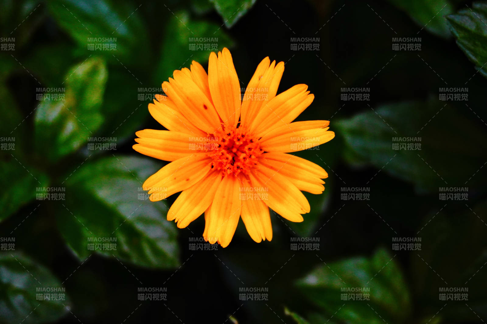 橙色小花在绿叶中绽放图片