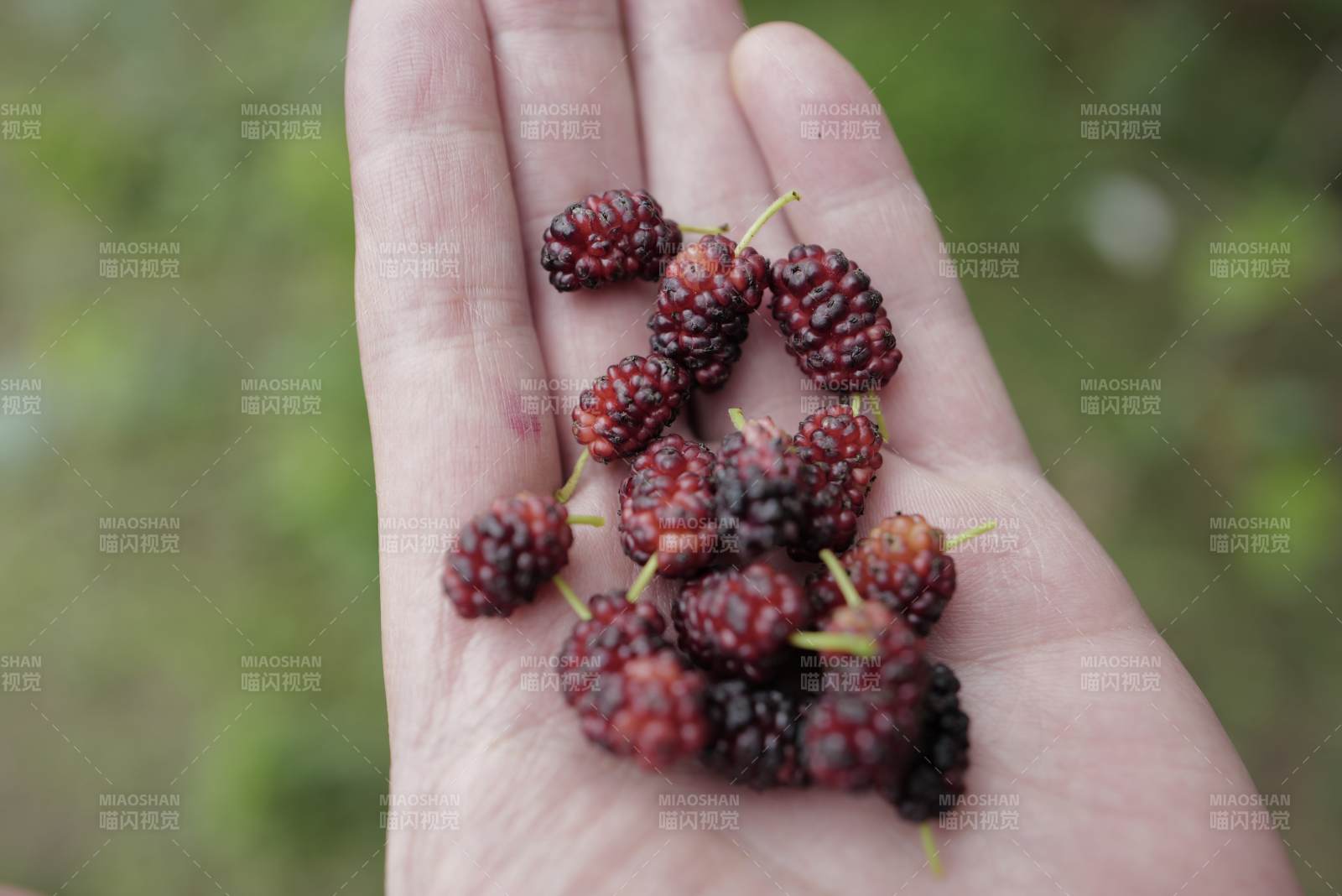 手捧新鲜桑葚果实图片
