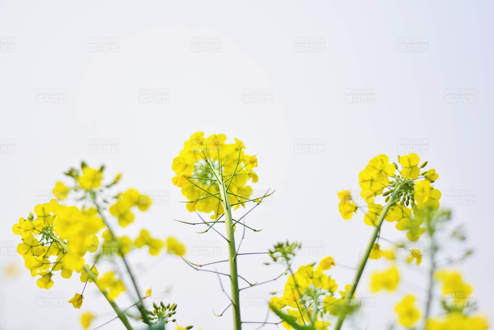 油菜花绽放 春意盎然图片