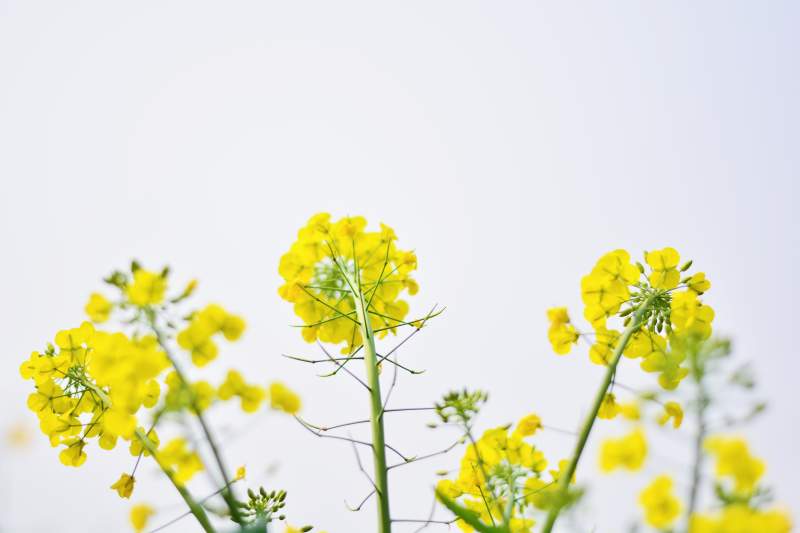 油菜花绽放 春意盎然图片