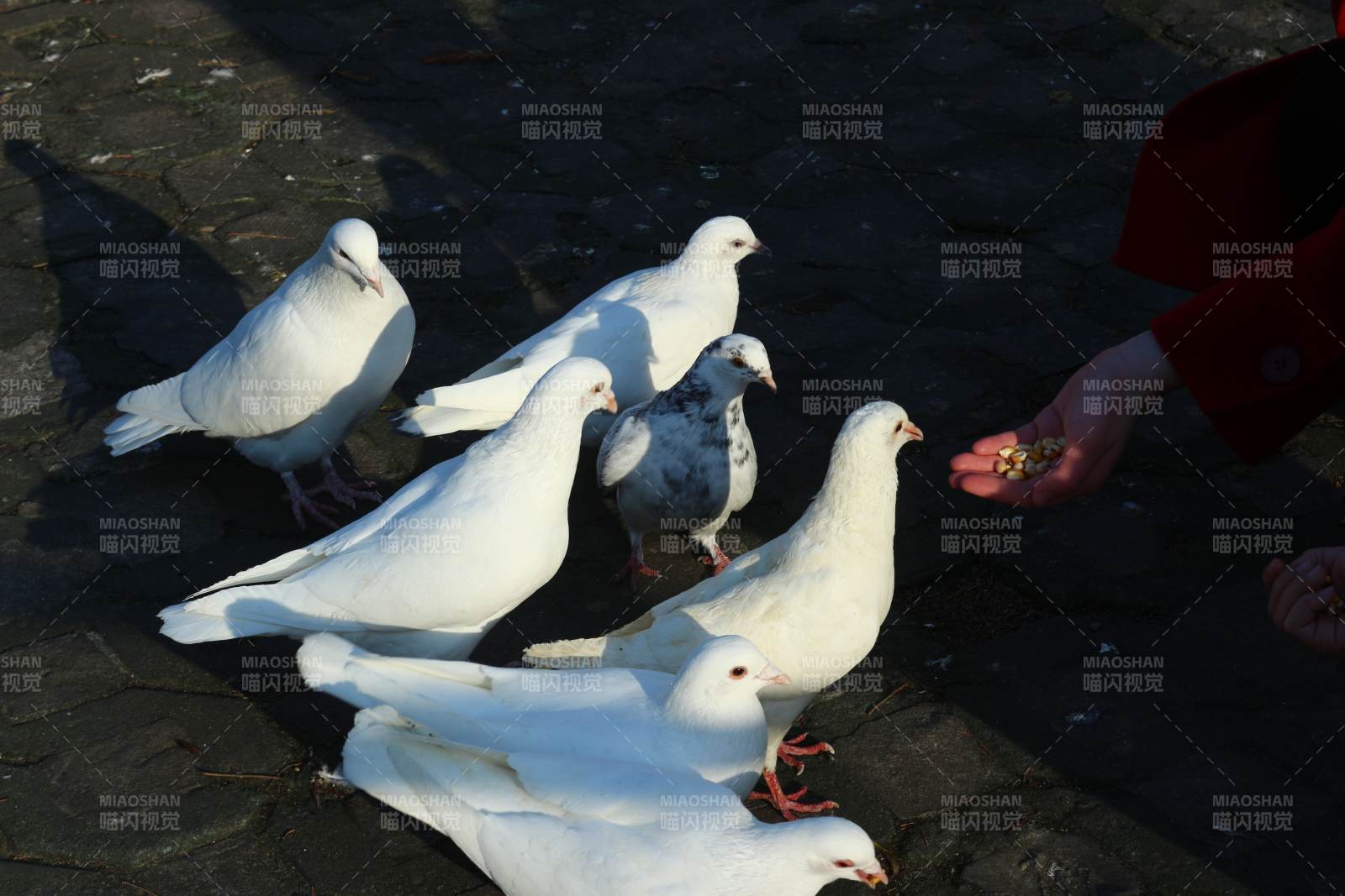 喂食白鸽的温馨瞬间图片