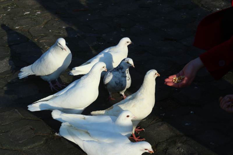 喂食白鸽的温馨瞬间图片
