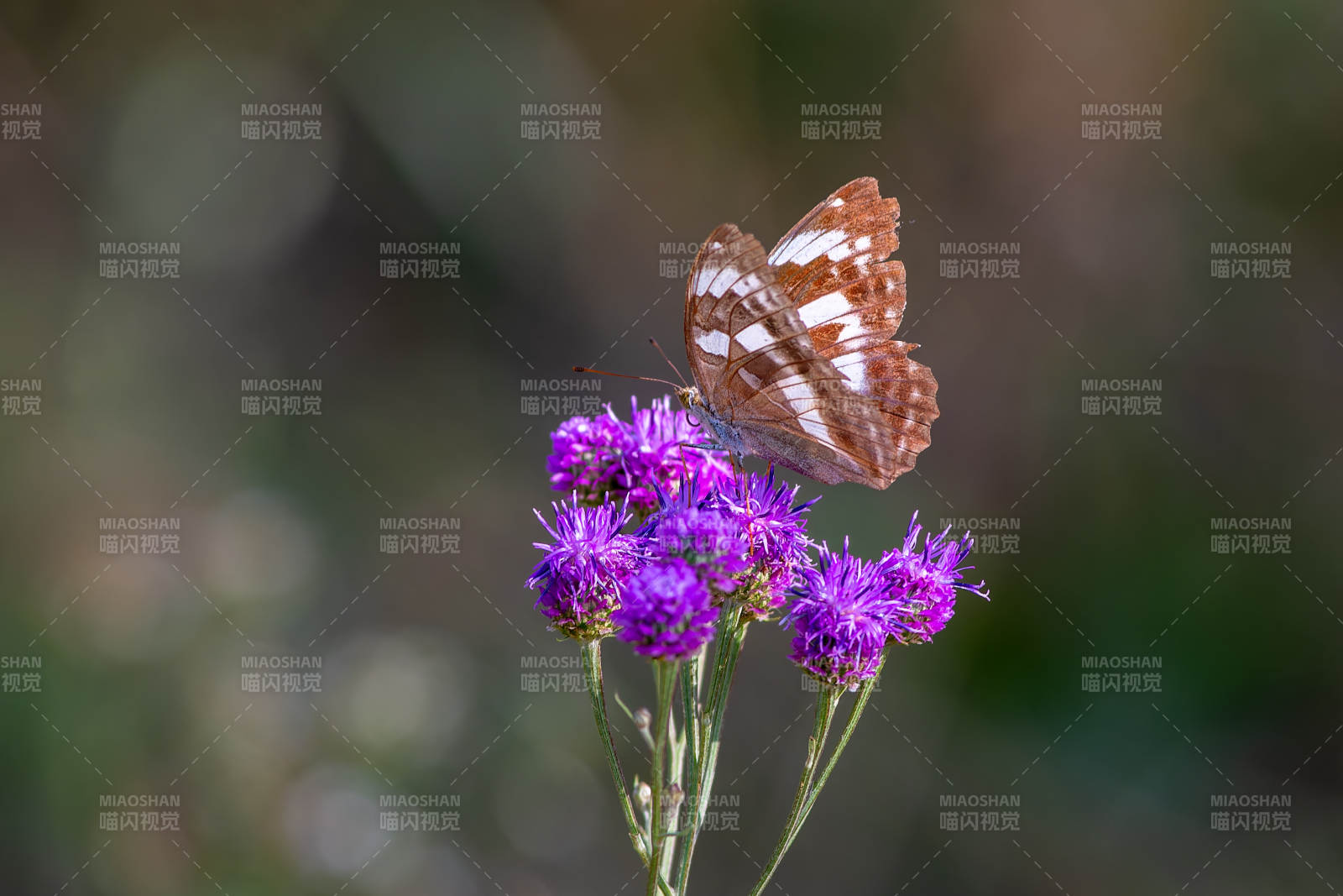 蝴蝶栖息紫花上图片
