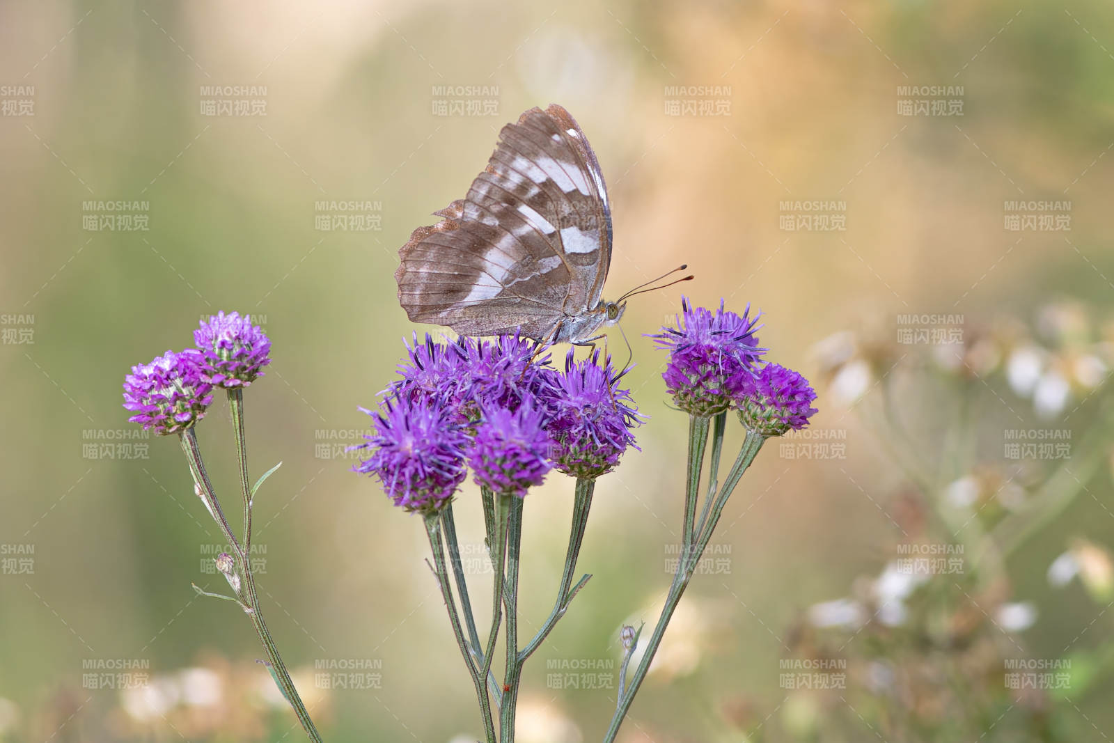 蝴蝶栖息紫花间图片
