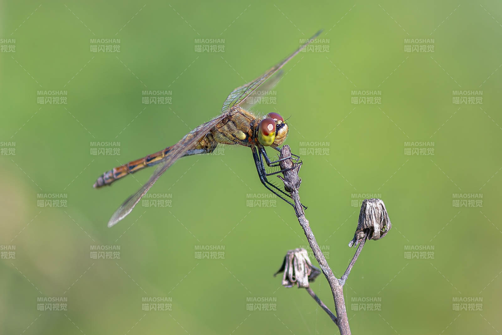 蜻蜓栖息枝头 绿意盎然图片