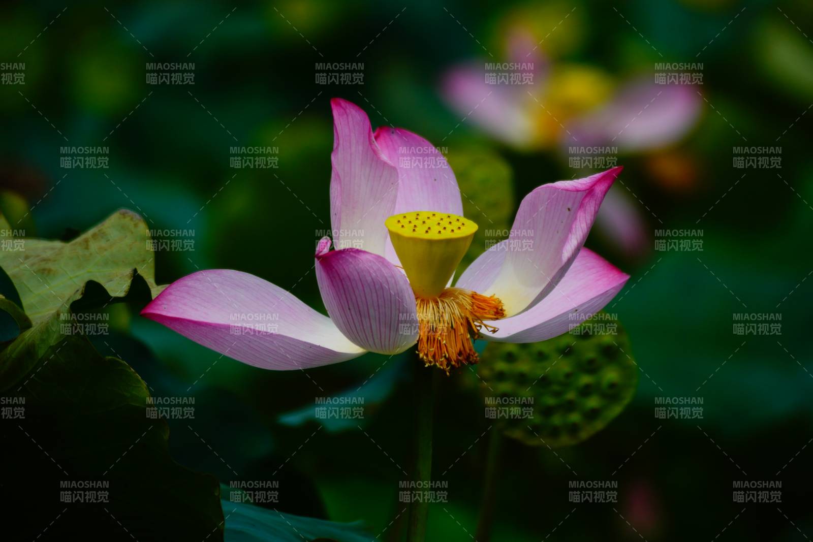 粉色莲花绽放于绿叶间图片