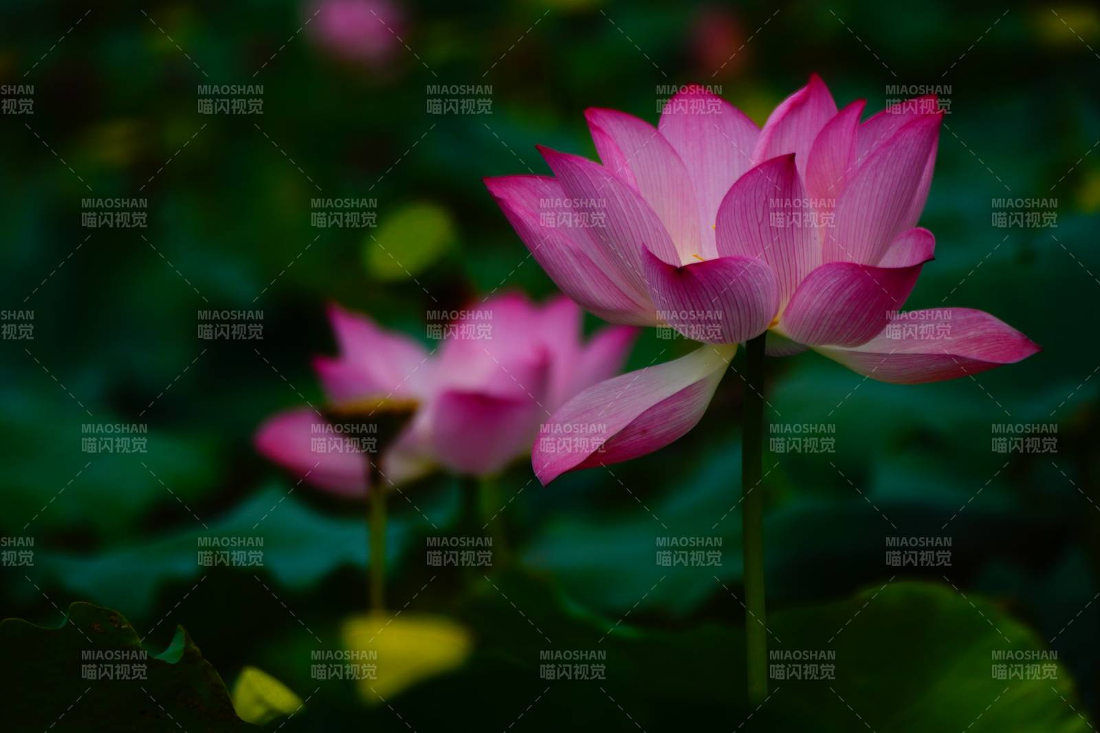 粉色莲花静谧绽放图片