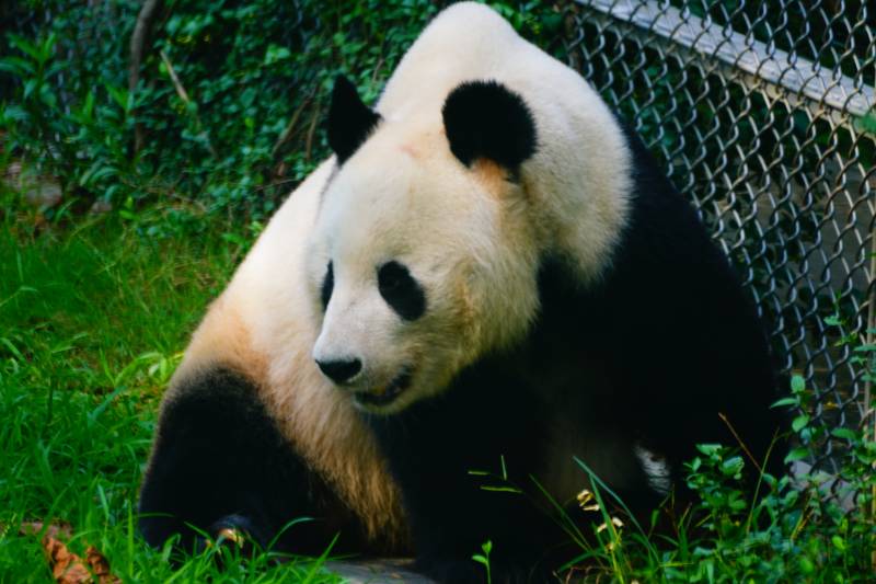 熊猫在草地上休息图片