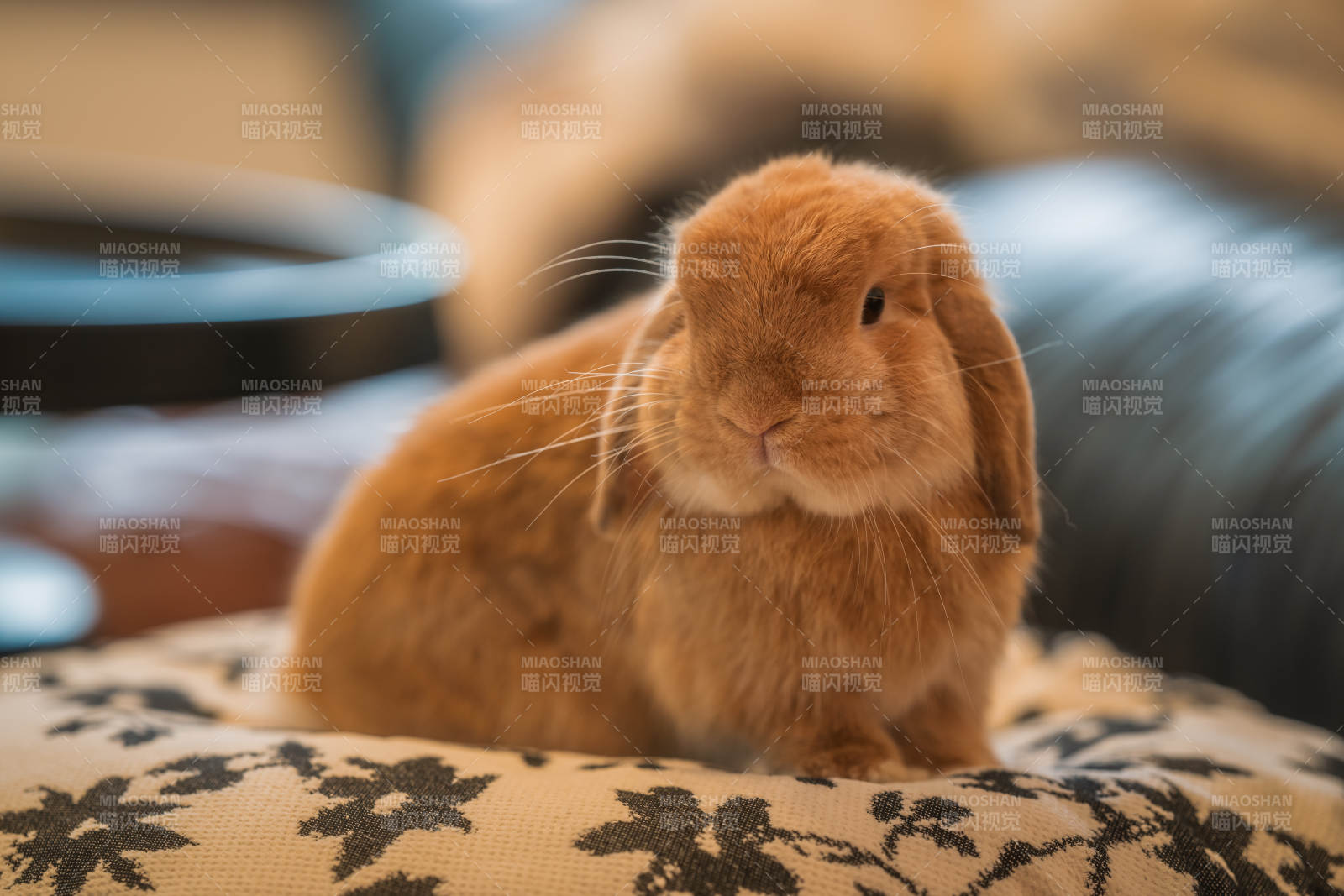 可爱的橙色小兔子图片