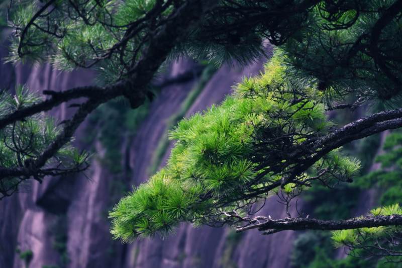 松枝迎风翠影图片