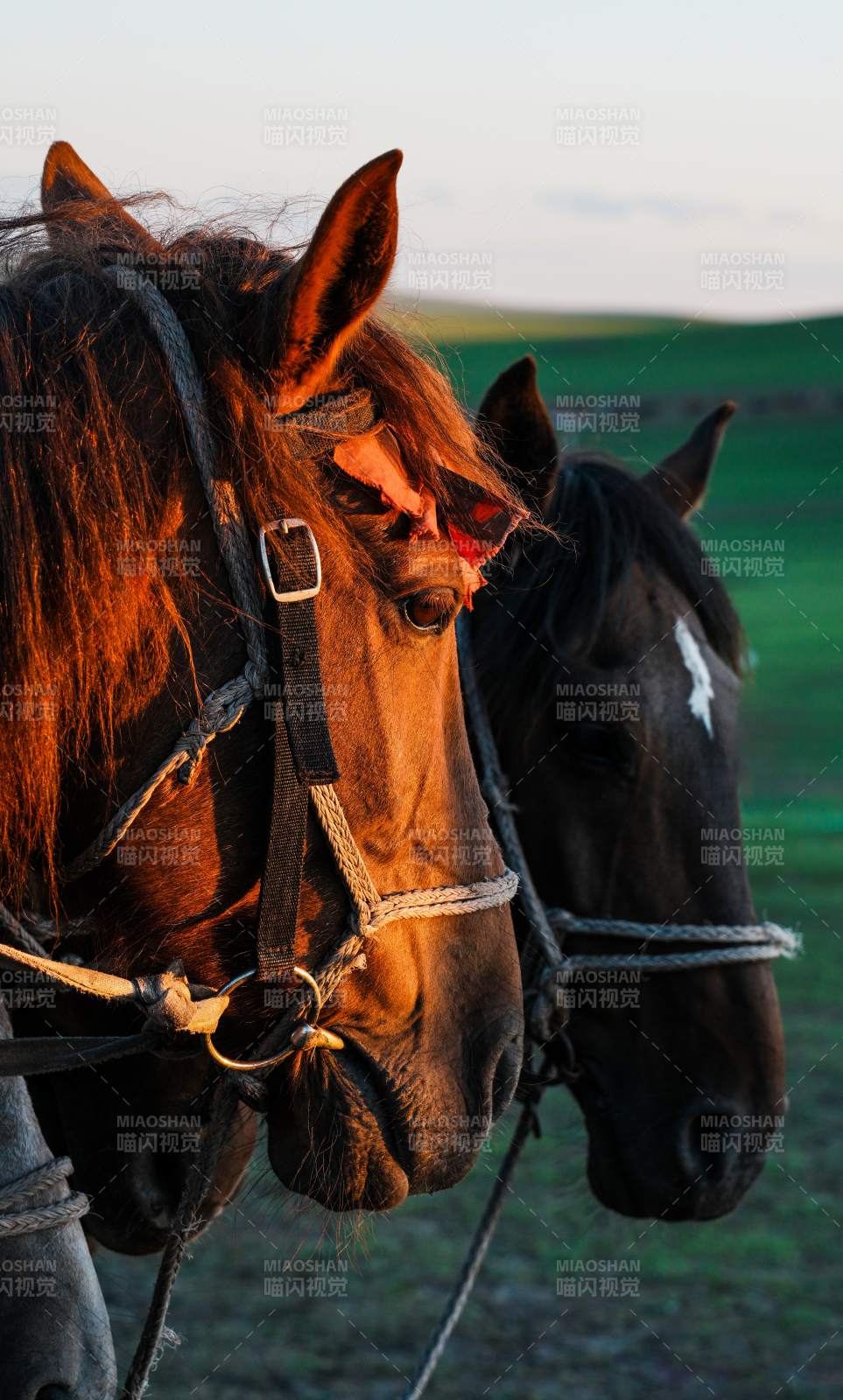 夕阳下的两匹马图片