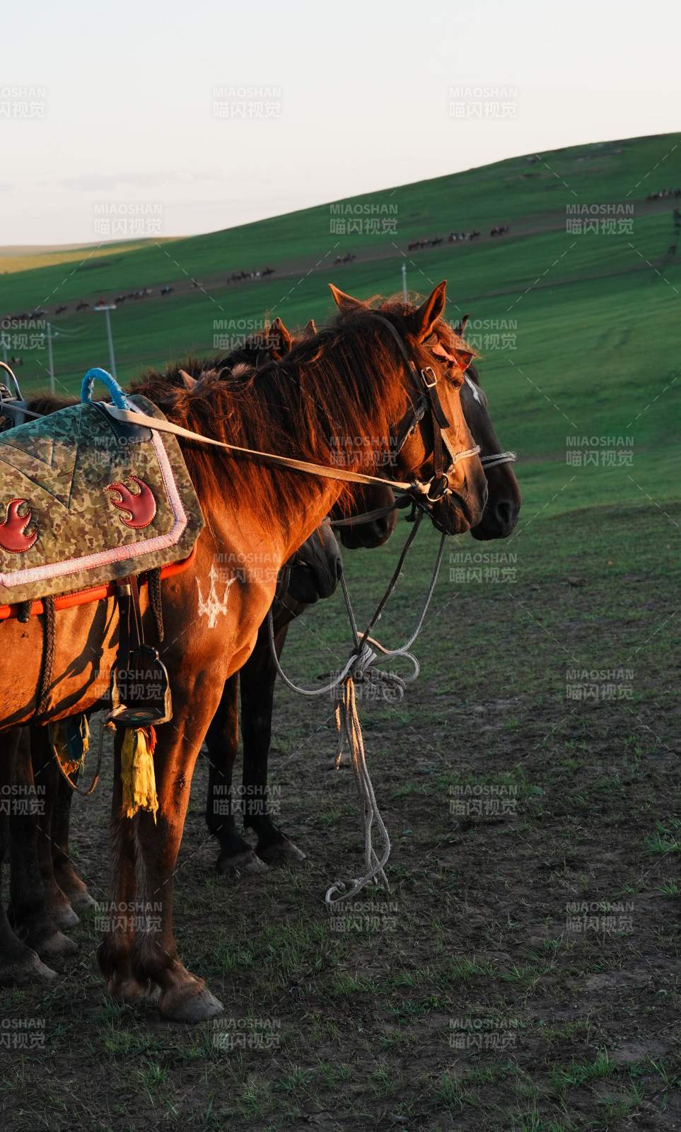 草原上的马群图片