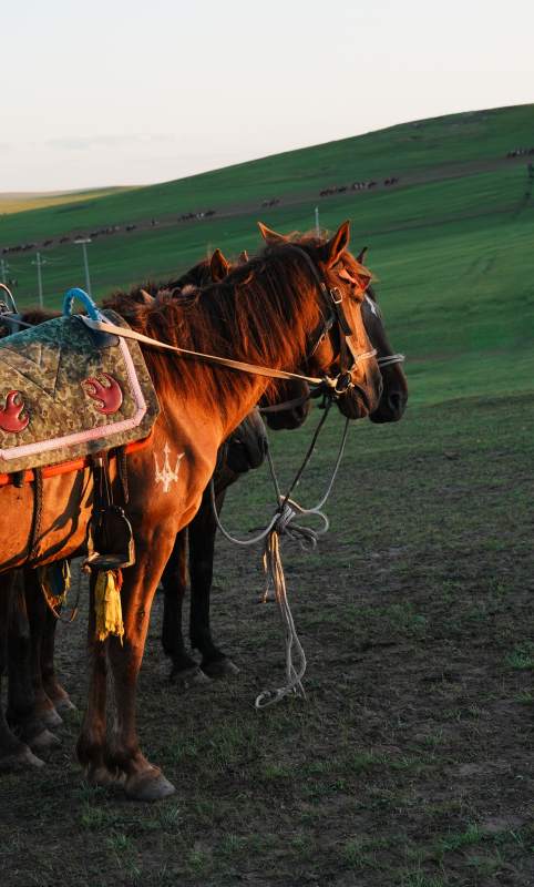 草原上的马群图片