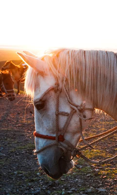 夕阳下的白马低头吃草图片