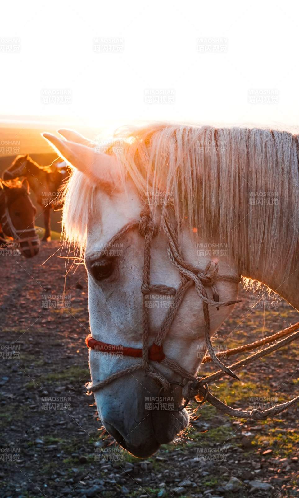 夕阳下的白马低头吃草图片