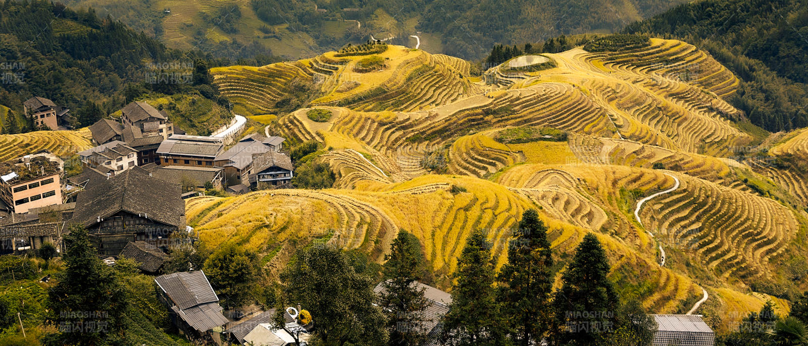 梯田金黄 龙脊梯田 七星伴月图片