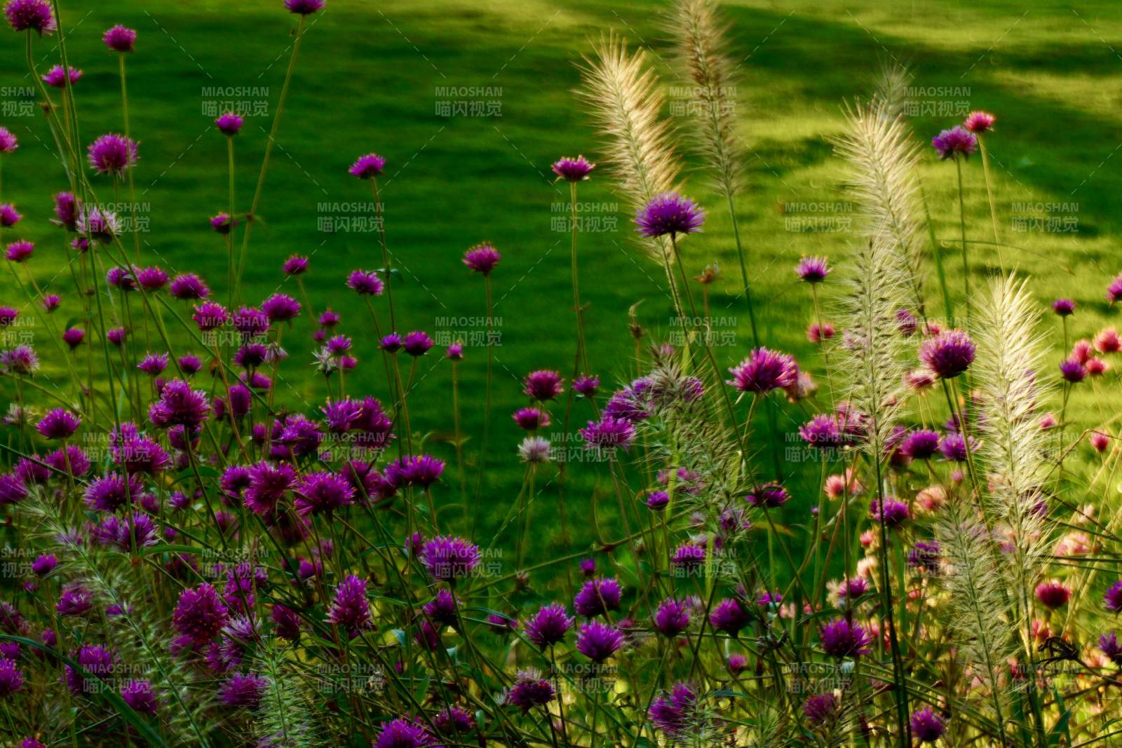 紫色花海与绿草地相映成趣图片