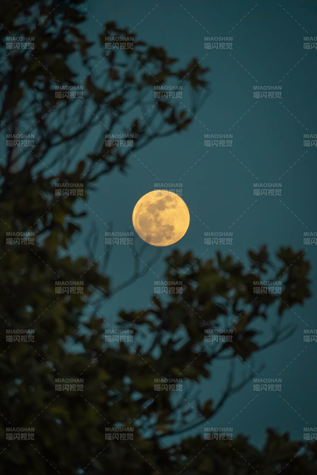 树影下的满月夜景图片