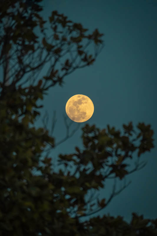 树影下的满月夜景图片