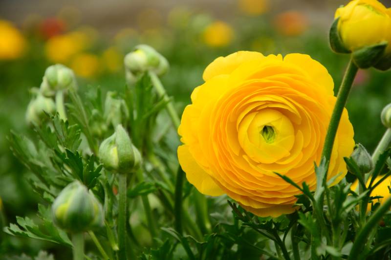 洋牡丹绽放的美丽瞬间图片