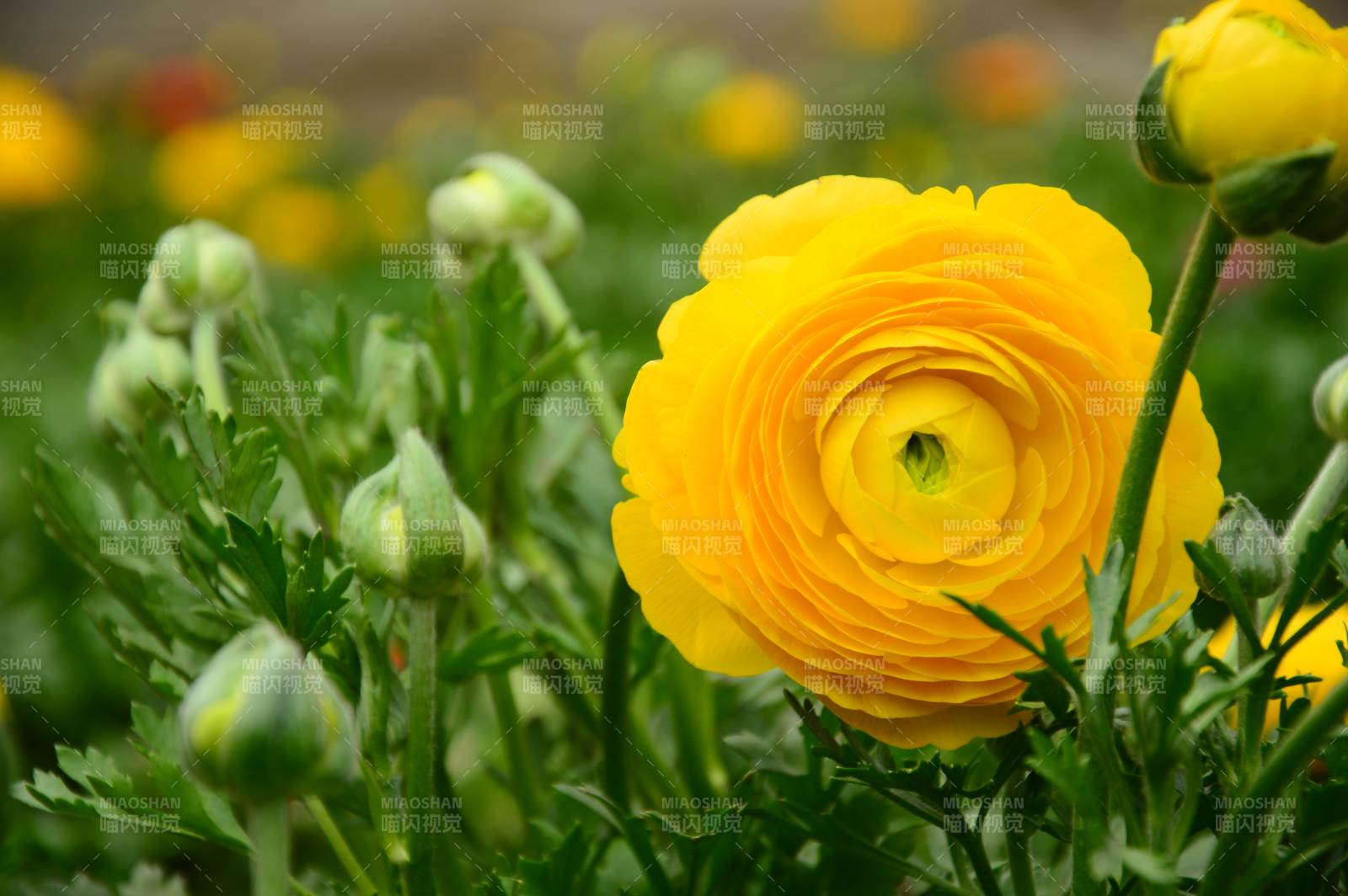 洋牡丹绽放的美丽瞬间图片