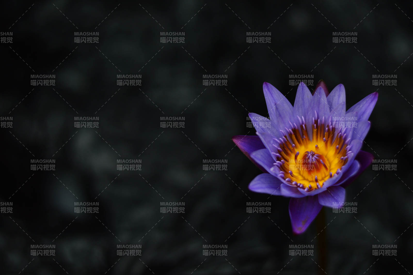 紫色莲花的美丽瞬间图片