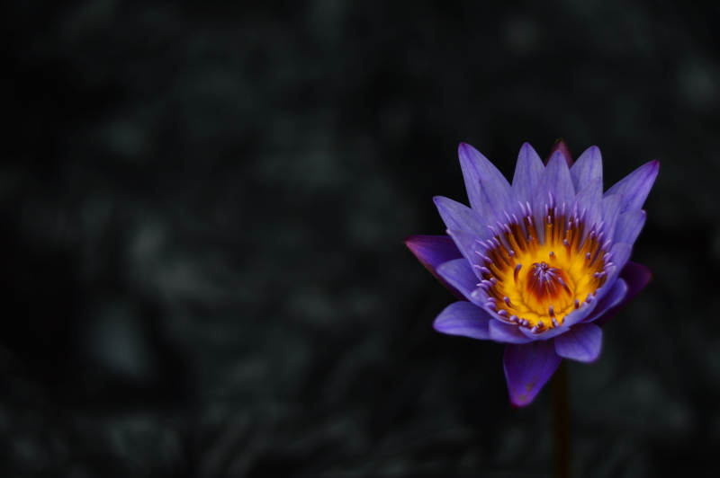 紫色莲花的美丽瞬间图片