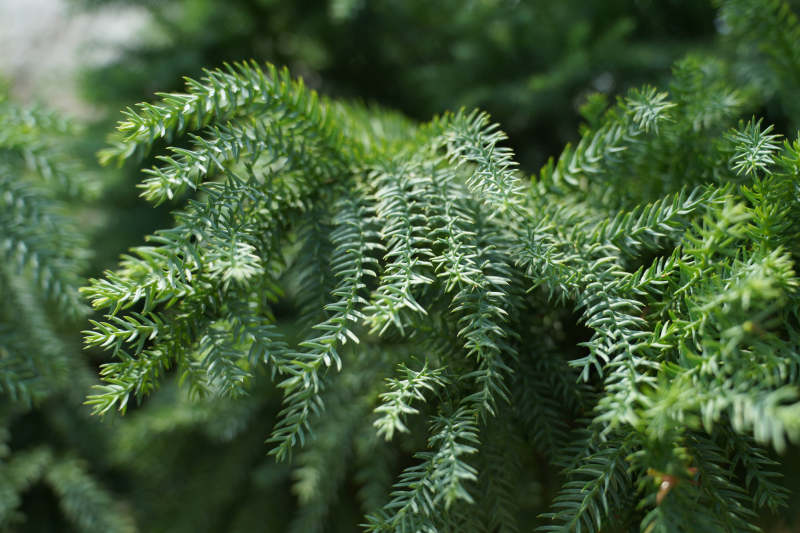 松枝绿叶特写图图片