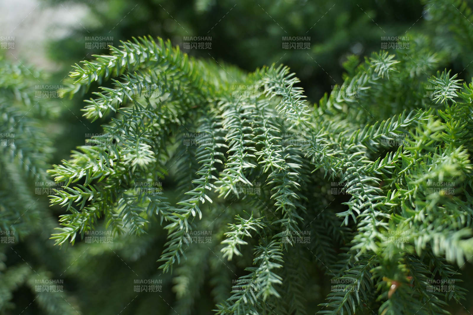 松枝绿叶特写图图片
