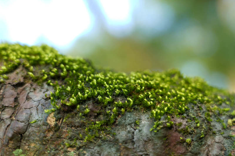 树皮上的绿色苔藓图片