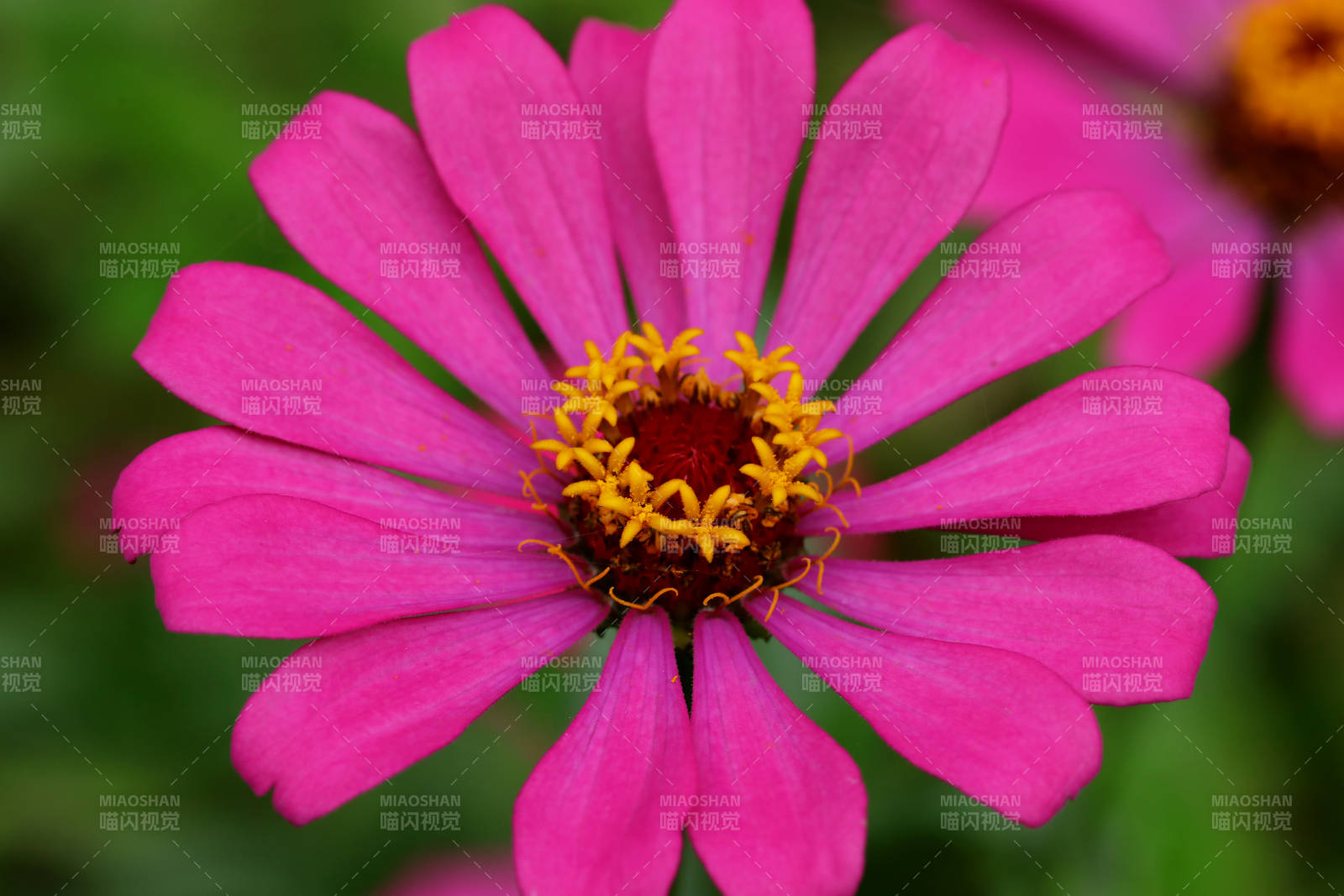 粉红雏菊的美丽瞬间图片