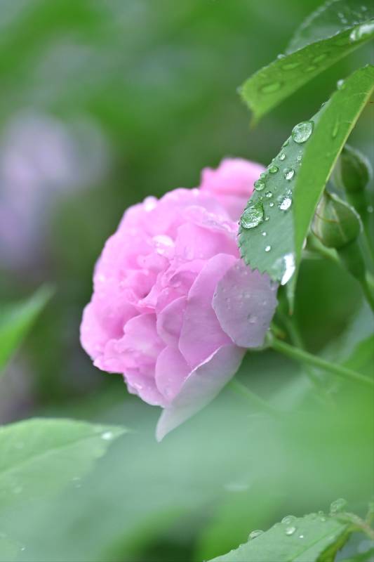 雨后粉玫瑰 清新滴露珠图片