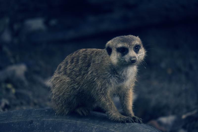 萌趣小狐獴图片