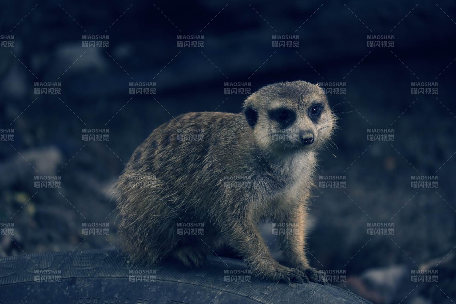 萌趣小狐獴图片