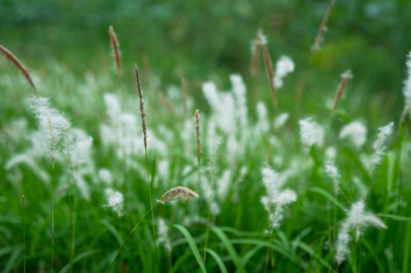 风中摇曳的白色草花图片