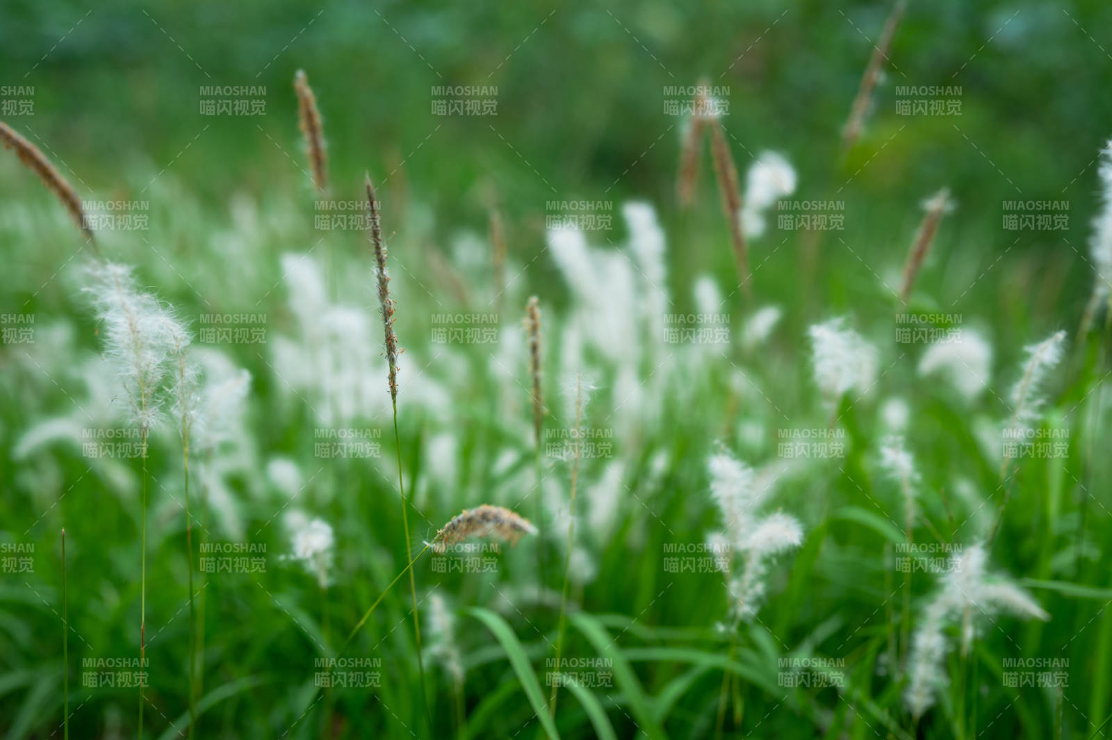 风中摇曳的白色草花图片