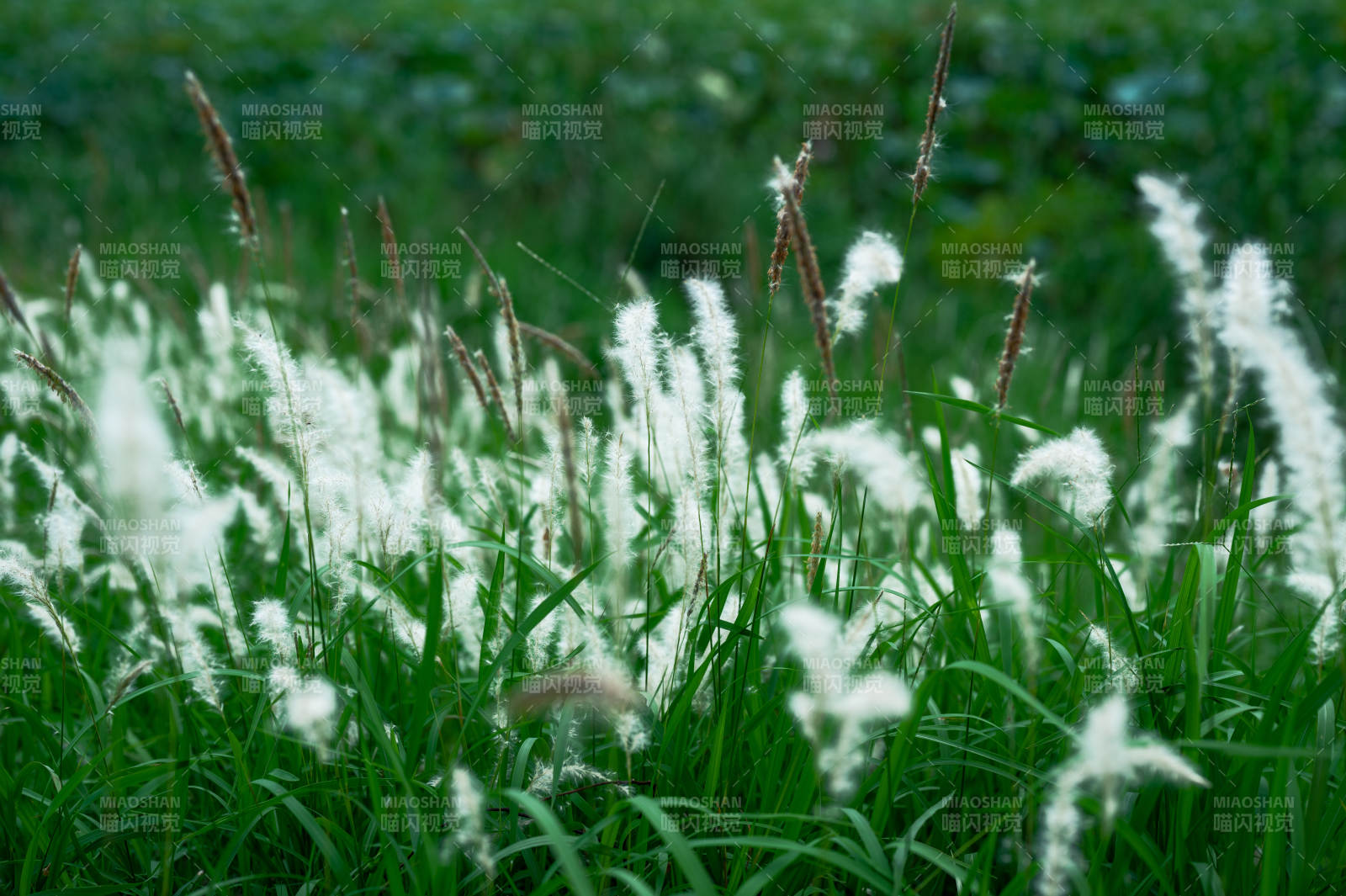 秋风中的白色芦苇花图片