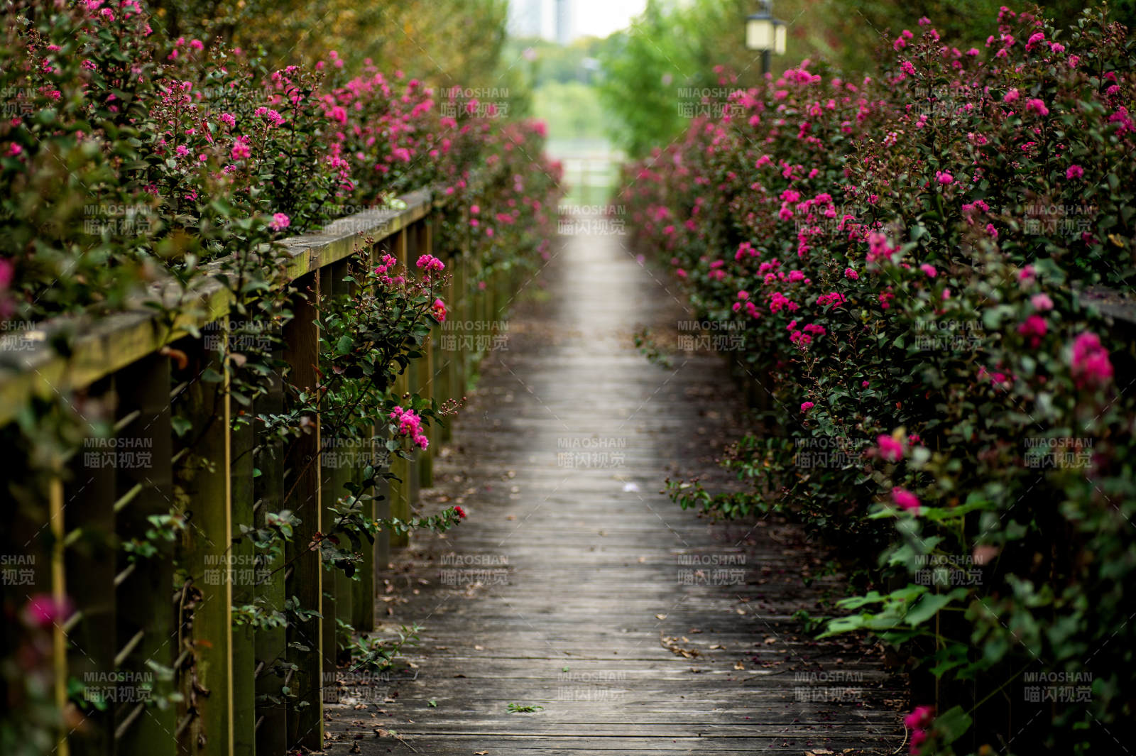 花丛中的木板小径图片