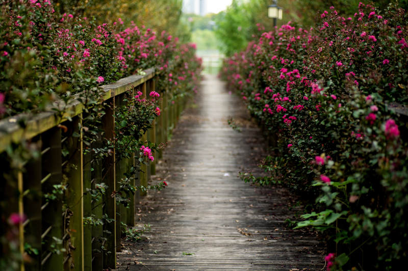 花丛中的木板小径图片