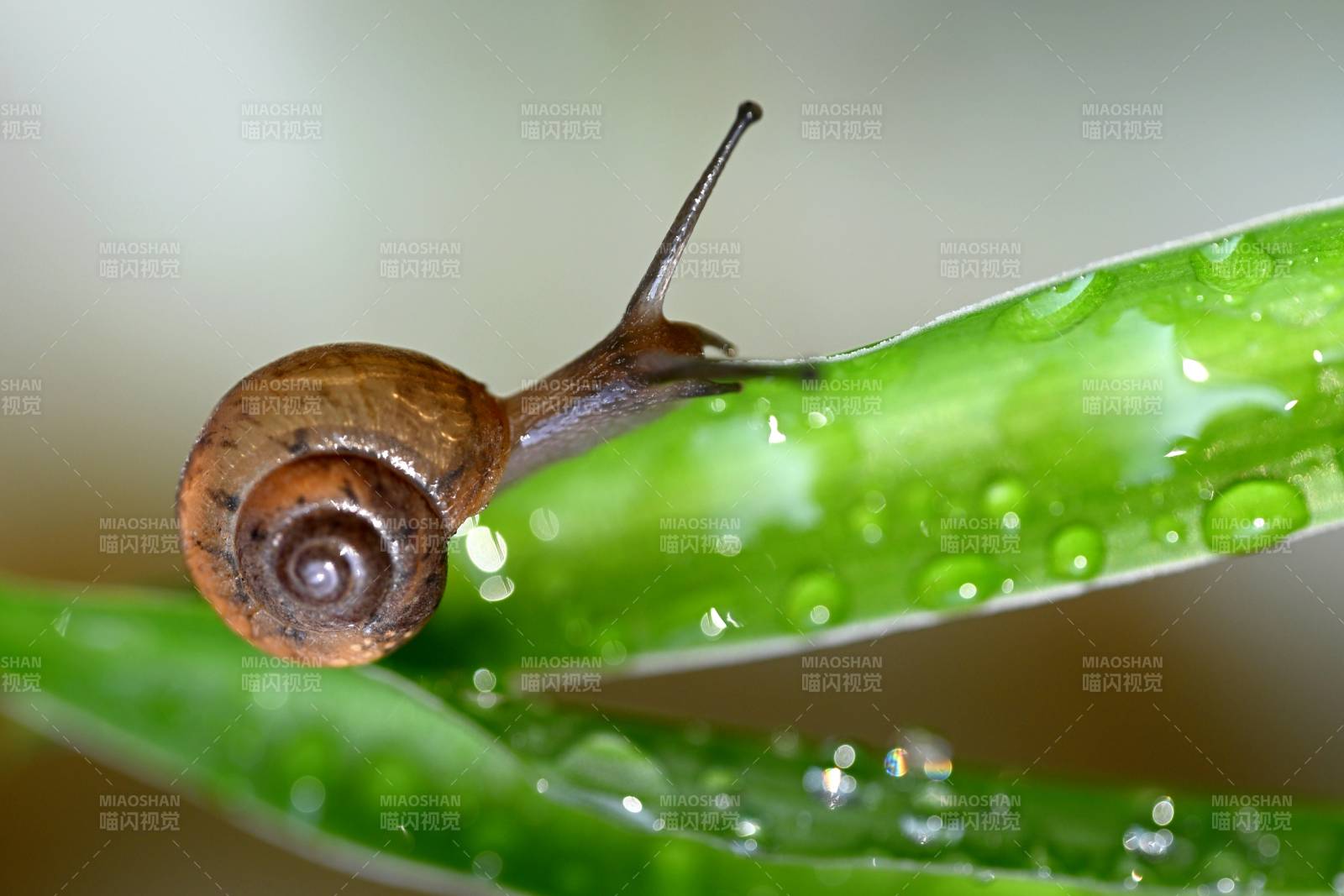 雨后蜗牛爬绿叶图片
