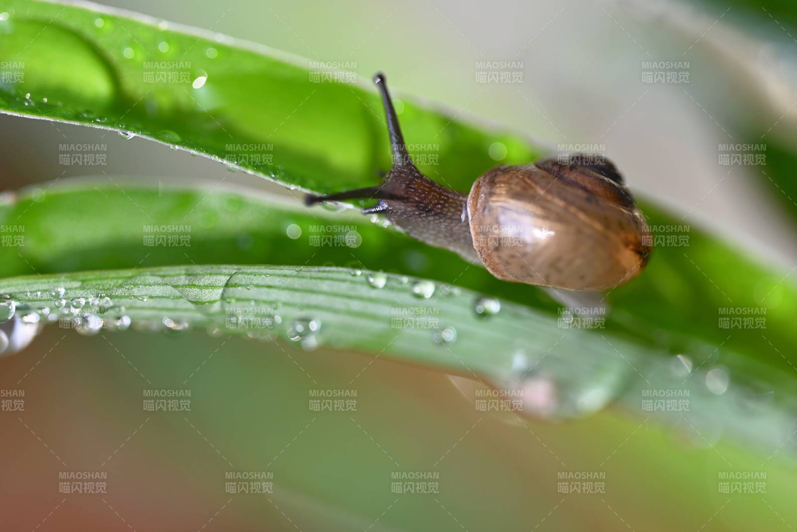雨后蜗牛爬绿叶图片