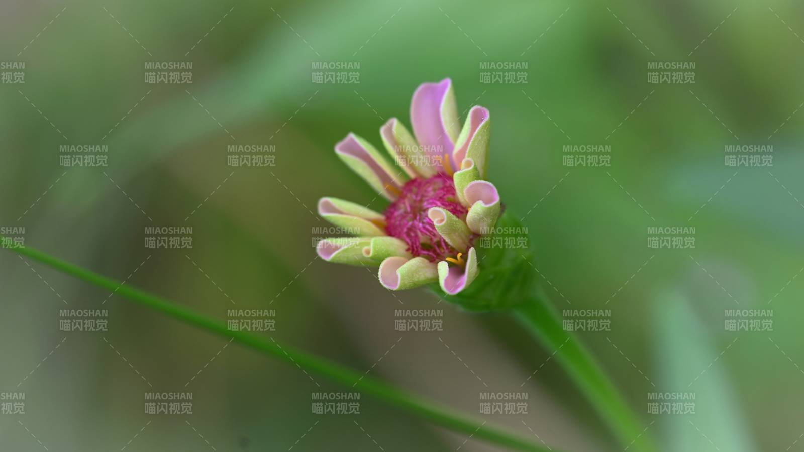 含苞待放的小百日菊图片