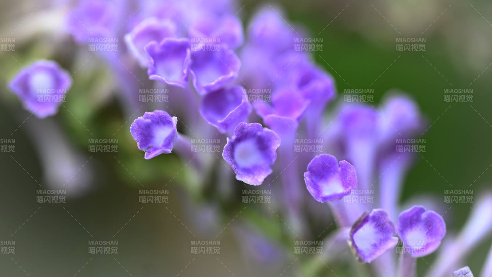 公园晨光下的无名紫色花丛图片