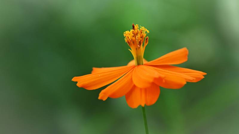 黄秋英在绿叶间绽放图片