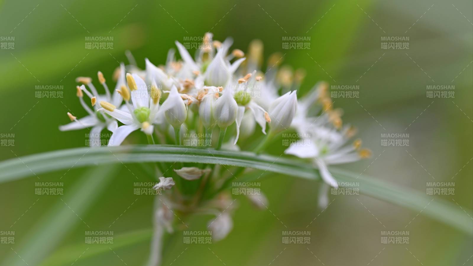 韭菜花绽放绿意盎然图片