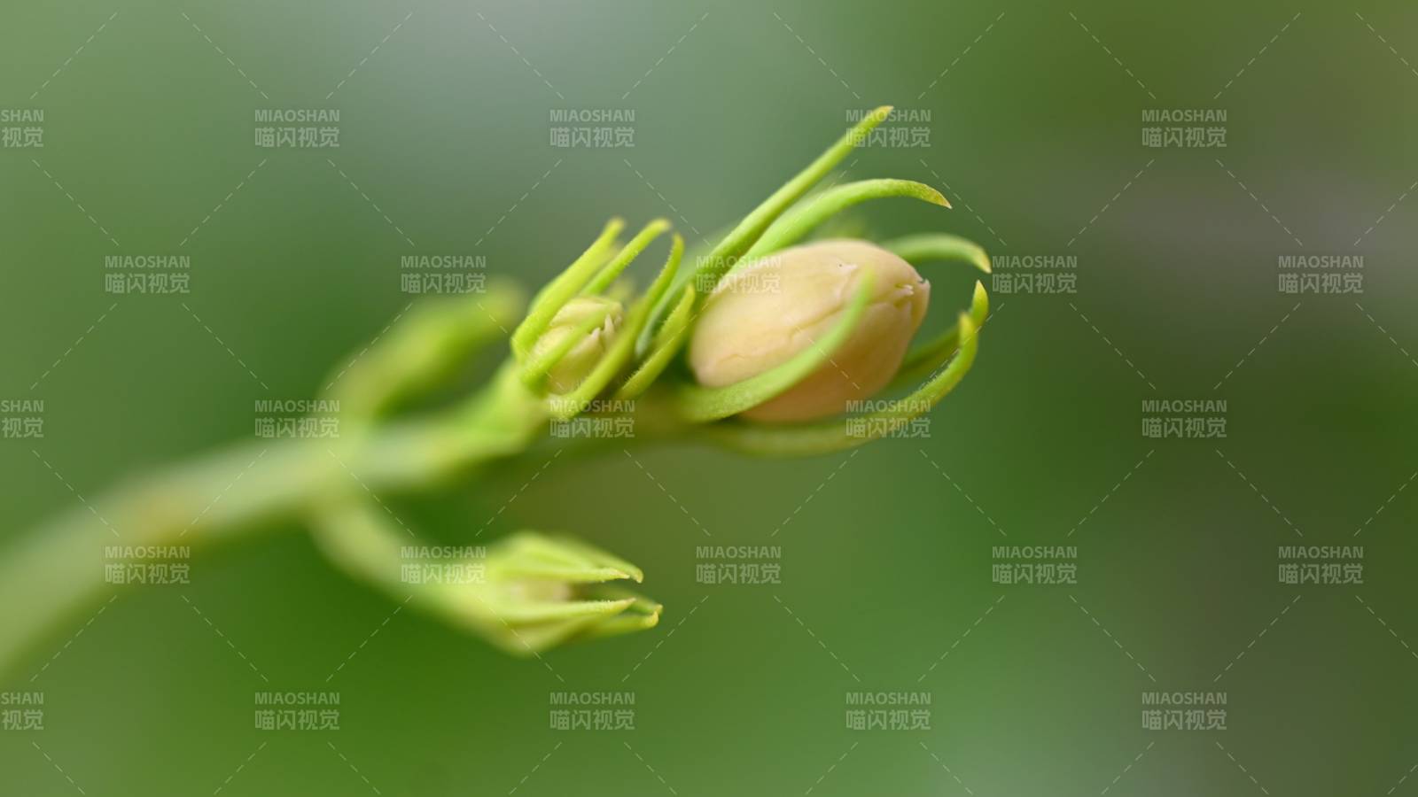 茉莉花嫩芽初绽 生机勃勃图片